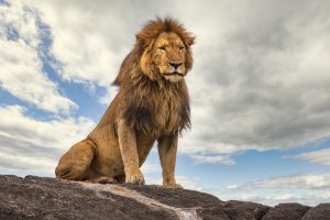 Lions in Malawi, Somalia, and Sudan are threatened by extinction, a survey has revealed.