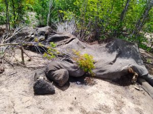 Six elephants found dead following suspected cyanide poisoning in Zimbabwe