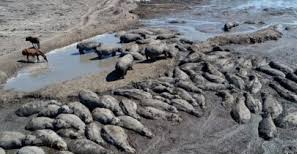 Botswana Acts With Boldness: Pumps Water In Dry River To Rescue Stranded Hippos